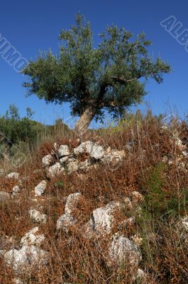 Olive tree on a small hill