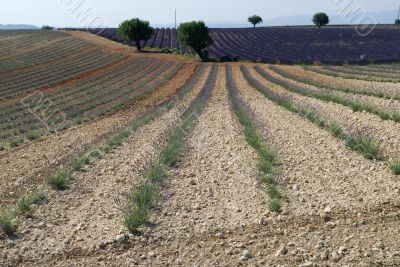 Valensole 31 Valensole 31