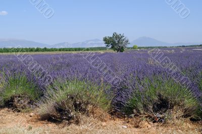 Valensole 37 Valensole 37
