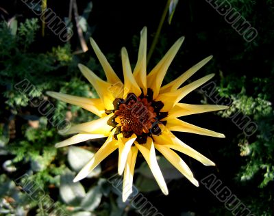 garden flower garden flower