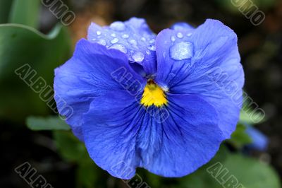 garden flower garden flower