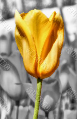 tulip tulip