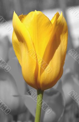 tulip tulip