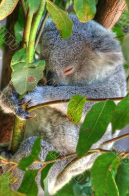 koala up a tree koala up a tree