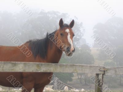 horse horse