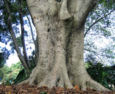 healthy tree healthy tree