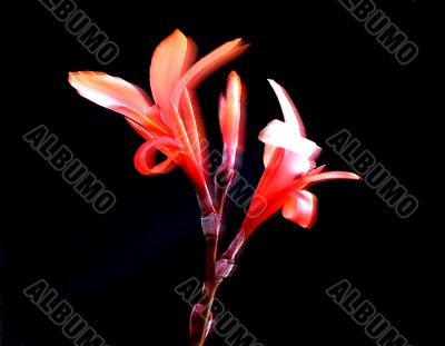 garden flower garden flower