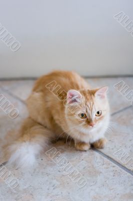 Rufous cat lying on ceramic tile floor and look forward #1