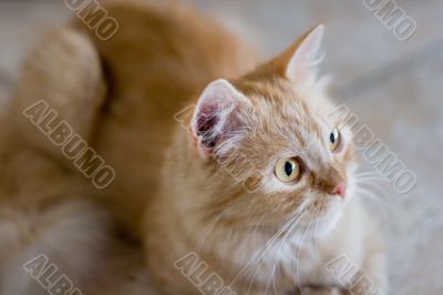 Rufous cat lying on ceramic tile floor and look forward #2