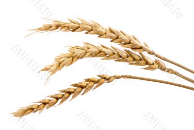 Three stands of wheat