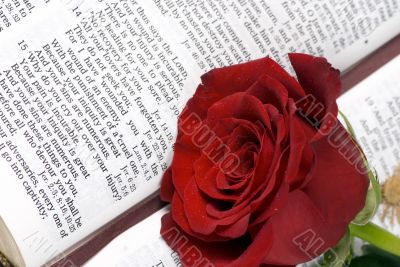 Bible and Rose 3
