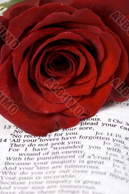 Bible and Rose
