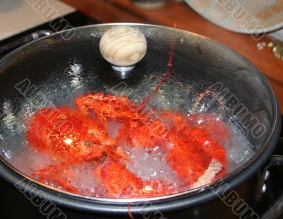 Lobster steaming in the pot