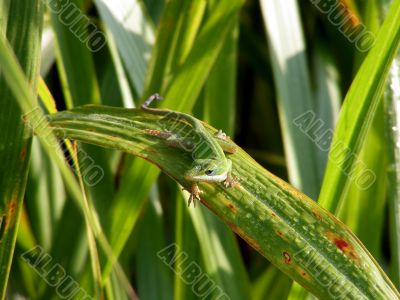 Anole on leaf