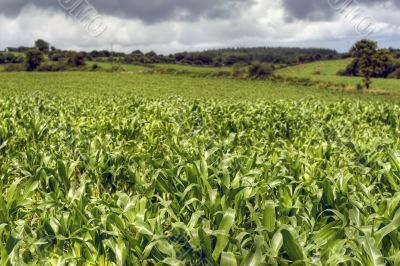 corn culture hdr