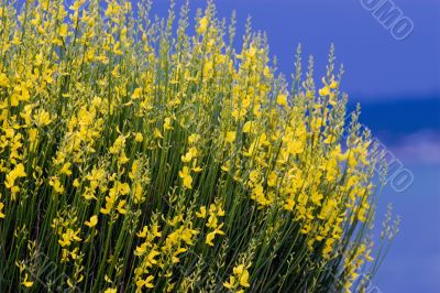 yellow spanish broom on blue sky