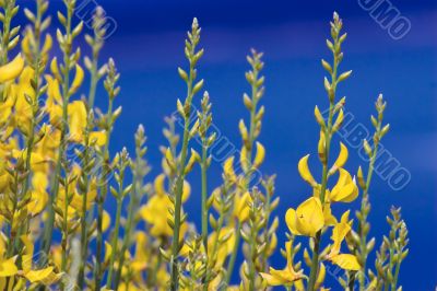 yellow spanish broom on blue sky