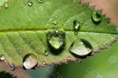 raindrop on rose leaf
