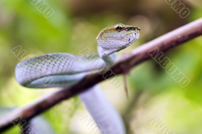 wild green viper trimeresurus wild green viper trimeresurus