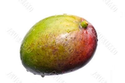 fresh multicolored mango