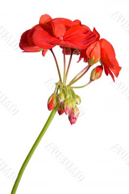 geranium blossom