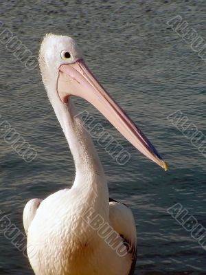 Pelican