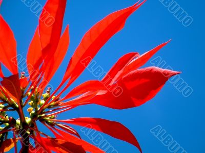 Poinsettia