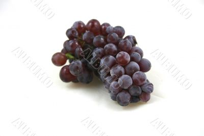 Champagne grapes