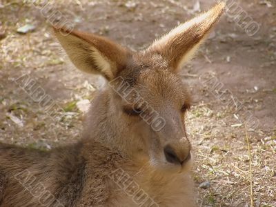 Kangaroo