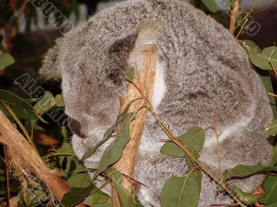 Koala