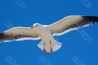 Seagull Flying Blue Sky