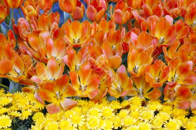 Tulip Flowers in Bloom