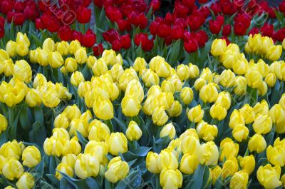 Yellow Tulip Flowers in Bloom