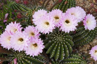 Cactus Echinopsis oxygona
