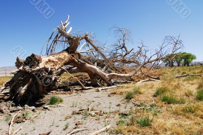 Uprooted Fallen Dry  Tree