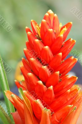 Orange Flower in bloom