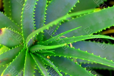 Aloe Succulent Plant
