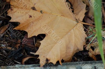 Dried Maple Leaf in Fall