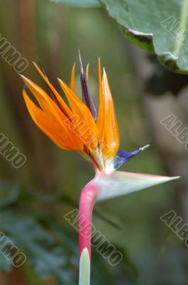Bird Of Paradise Flower