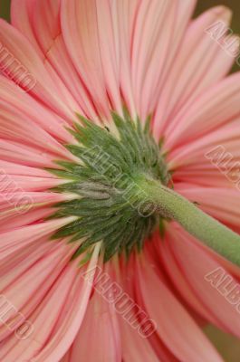 Daisy Flower Rear View