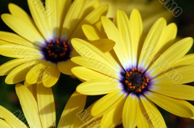 Blooming Yellow Daisy Flower