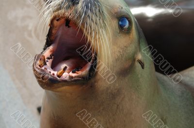 Hungry Sea Lion