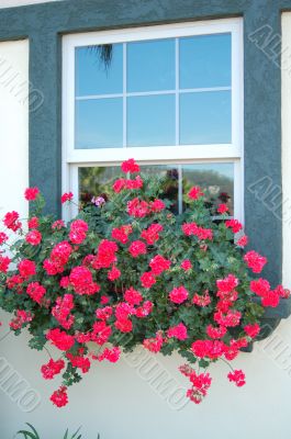 Red Flowers on Window Red Flowers on Window