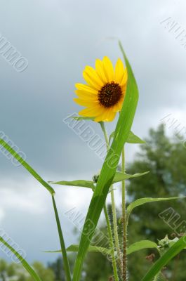 Yellow Sunflower in Bloom