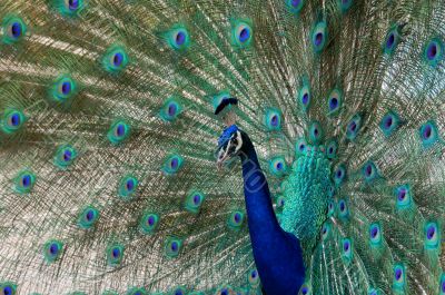 peacock dance attracting peahen
