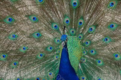 peacock dance closeup