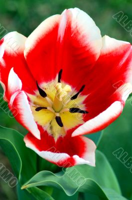 Tulip Red White Flower in Bloom