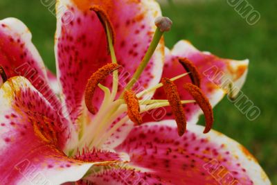 Blooming Amaryllis Flower and Pollen