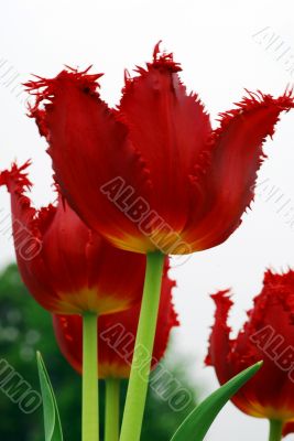 Red Tulip Flower in Bloom