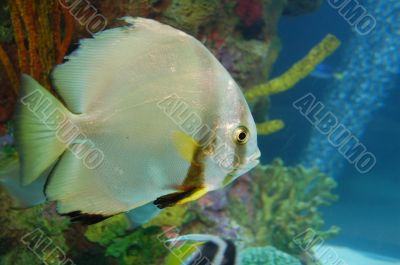 Shiny Fish in Aquarium